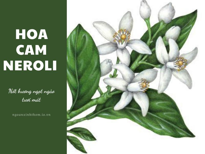 Ứng dụng của hương hoa cam Neroli