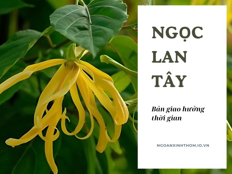 Hương thơm của hoa ylang ylang - Bản giao hưởng thời gian