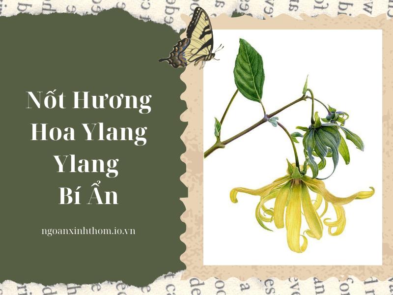 ảnh đại diện - hương hoa ylang ylang