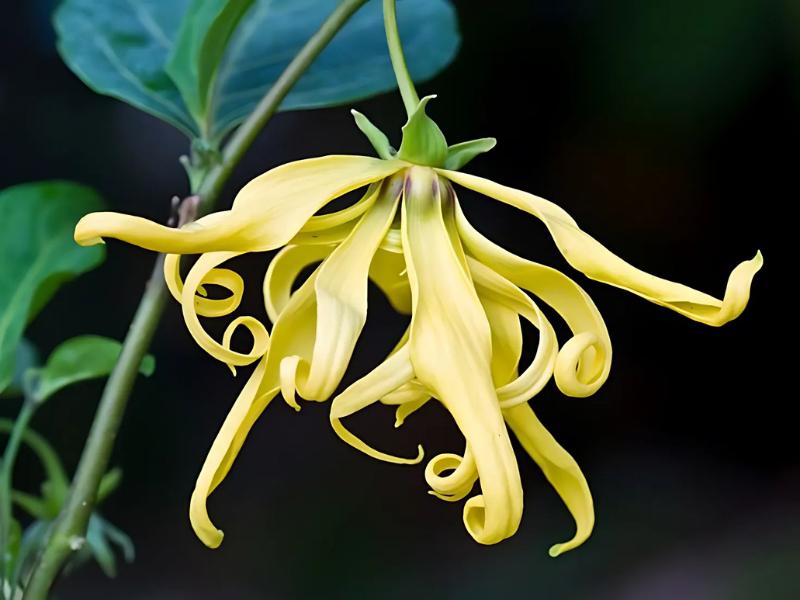 Nguồn Gốc Hoa Ylang Ylang - Ngọc Lan Tây Bí Ẩn